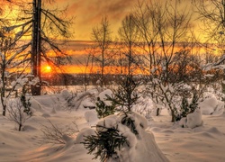 Zima, Drzewa, Zachód, Słońca