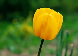 Żółty, Tulipan