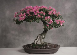 Małe, Drzewko, Bonsai