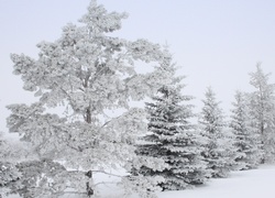 Śnieg, Zaspy, Las, Mróz