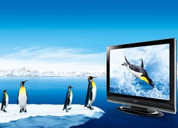 Pingwiny, Telewizor