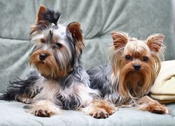 Dwa, Yorki, Kanapa