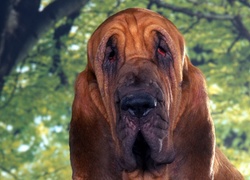 Bloodhound, Zieleń, Drzewo