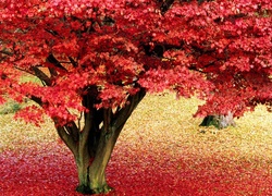 Drzewo, Jesień, Różowe, Liście