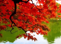 Jesień, Drzewo, Woda