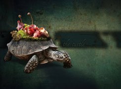 Żółw, Skorupa, Własne, Roślinki