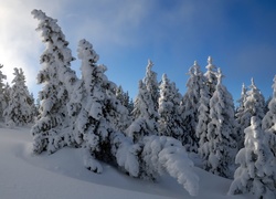 Śnieg, Zaspy, Mróz, Las