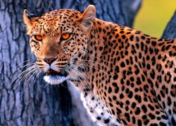 Jaguar, Kot, Drzewo