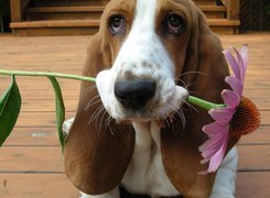 Basset Hound, Kwiatek