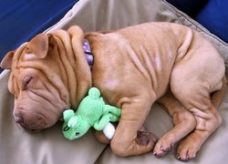 Szczeniaczek, Shar Pei, Maskotka