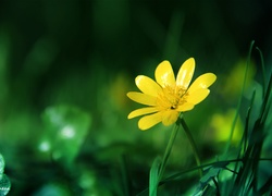 Żółty, Wiosenny, Kwiat