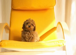 Pies, Żółty, Fotel