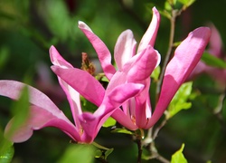 Różowa, Magnolia, Kwiaty