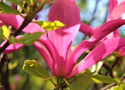 Różowa, Magnolia