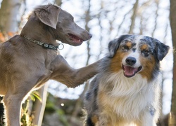 Wyżeł weimarski,  Owczarek australijski, Australian shepherd