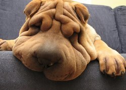 Shar Pei, Mordka, Sen, Kanapa