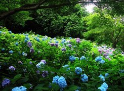 Ogród, Hortensja, Niebieska, Różowa, Drzewa