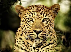 Leopard, Oczy, Futro