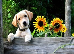 Piesek, Słoneczniki, Labrador Retriever