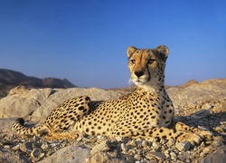 Niebo, Skały, Gepard