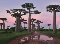 Drzewa, Baobab, Droga, Kałuże