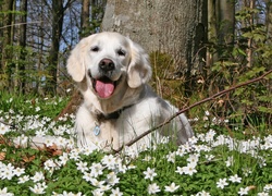 Golden retriever, Zawilce