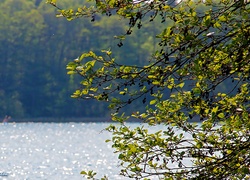 Jezioro, Drzewo, Liście