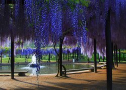 Park, Wisteria, Fontanna