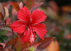 Czerwony, Hibiskus