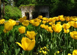 Żółte, Tulipany, Altana