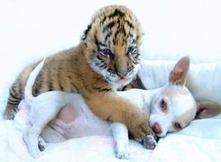 Piesek, Mały, Tygrys