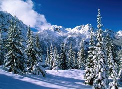 Zaśnieżone, Drzewa, Góry, Śnieg