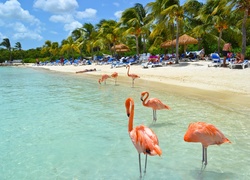 Aruba, Plaża, Palmy, Morze, Flamingi