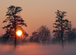Zachód, Słońca, Drzewa, Mgła