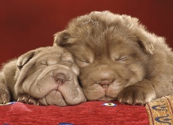 Dwa, Śpiące, Shar Pei