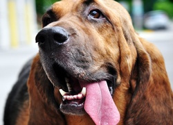 Bloodhound, Głowa, Język