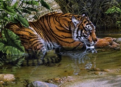 Tygrys, Woda, Odpoczynek
