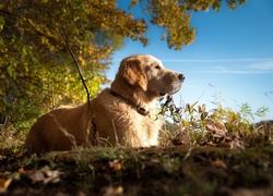 Golden Retriever, Spacer, Las