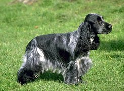 Pies, Spaniel, Trawa