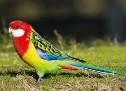 Trawa, Kolorowa, Papuga