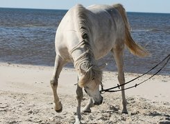 Koń, Plaża, Morze
