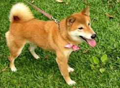 Shiba Inu, Kokardka, Trawa, Smycz