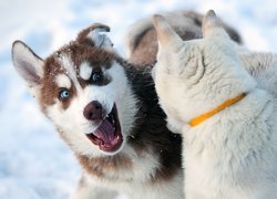 Siberian Husky, Zabawa, Na, Śniegu