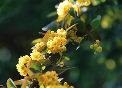 Krzew, Żółte, Kwiatuszki