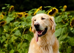 Golden Retriever, Jęzor, Słoneczniki