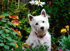 Biały, Pies, West highland white terrier, Kwiatki, Ogród