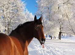 Koń, Język, Zima