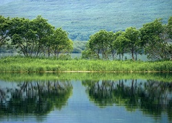 Jezioro, Trawa, Drzewa