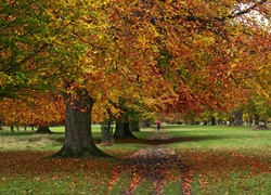 Park, Jesień, Zieleń, Liście