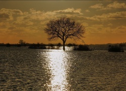 Samotne, Drzewo, Woda